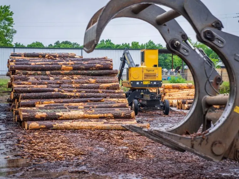 Cat Forestry