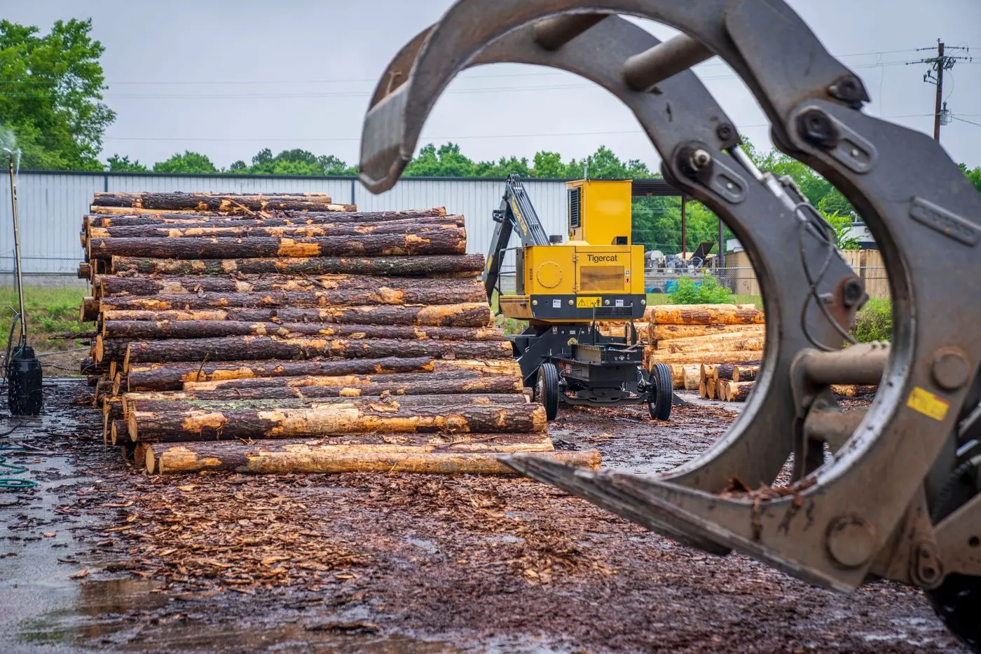 Cat Forestry